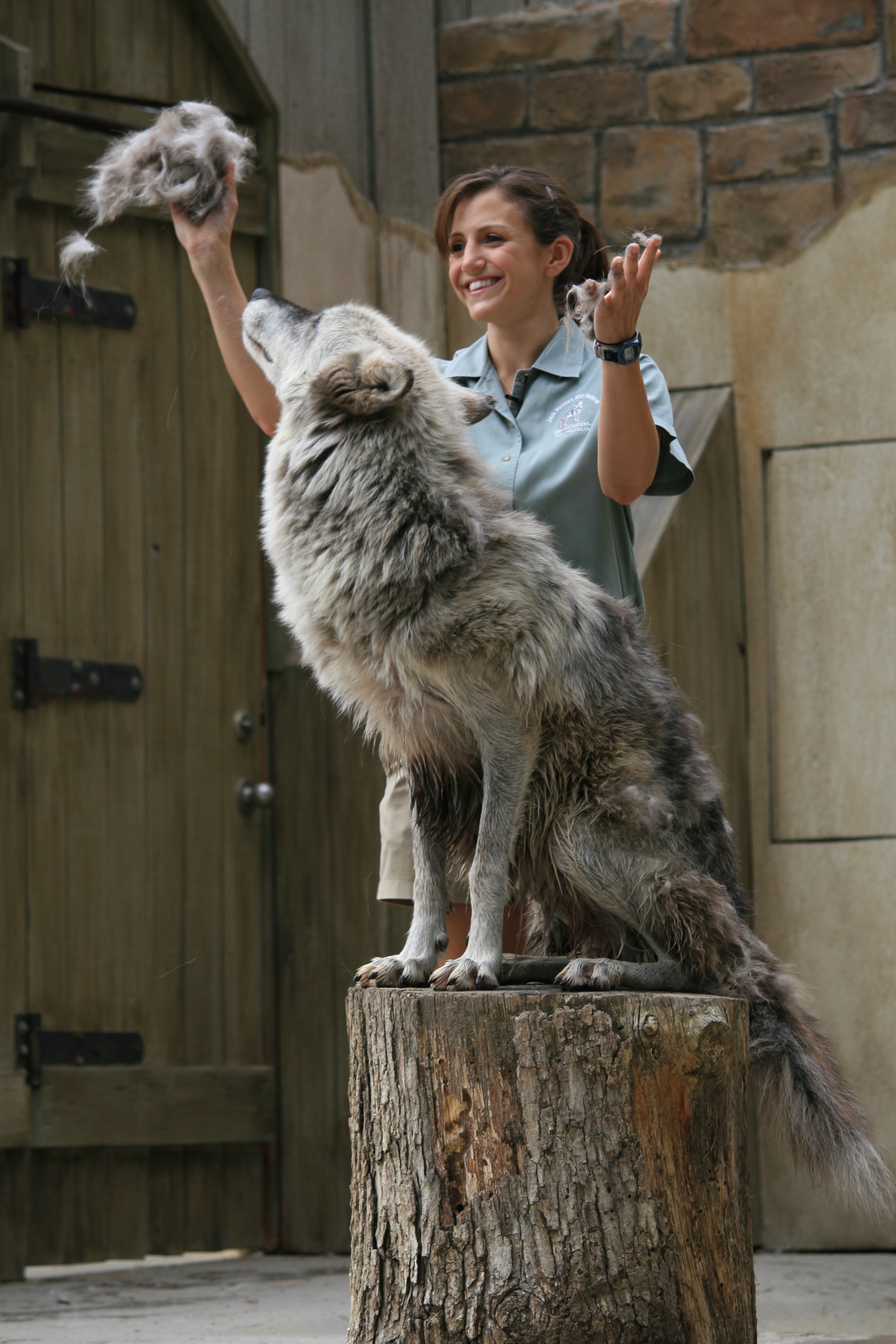 Let the Fur Begin | Busch Gardens Blog